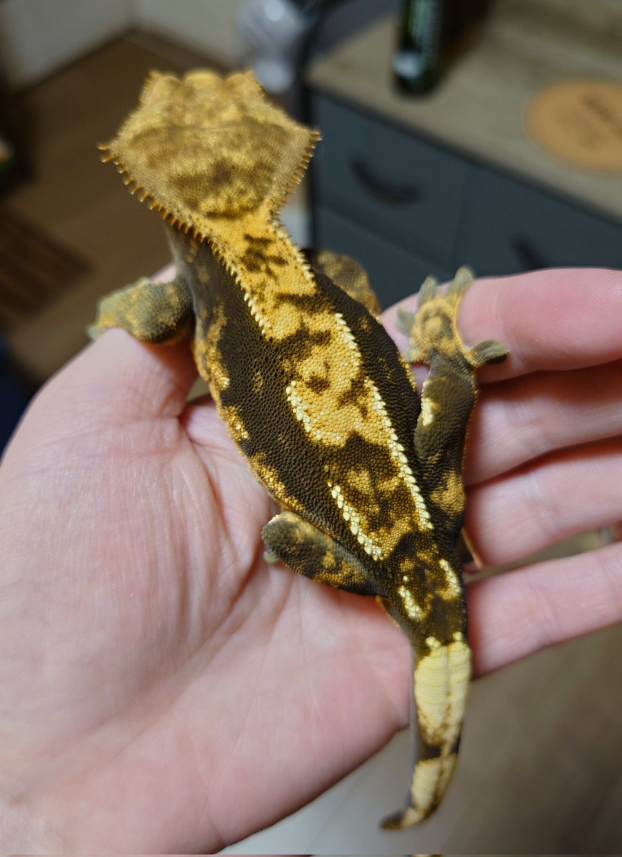 食後のムギ
明日から入院だからちょっとの間会えなくなるねぇ( ´ｰ`)