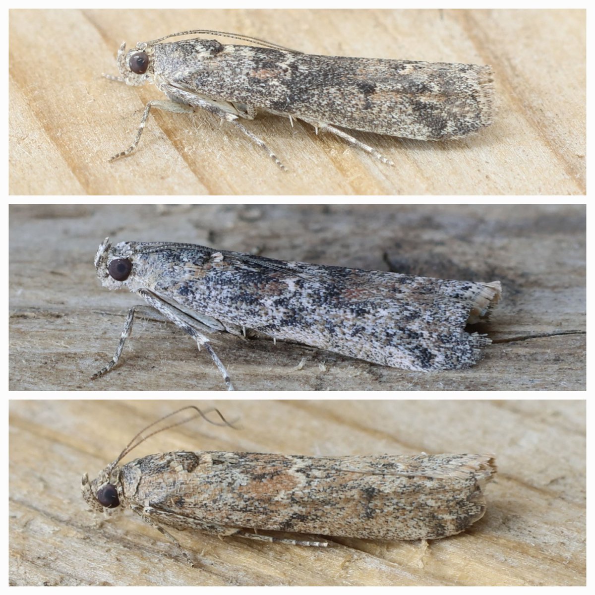 Jeremy Lindsell tweet media