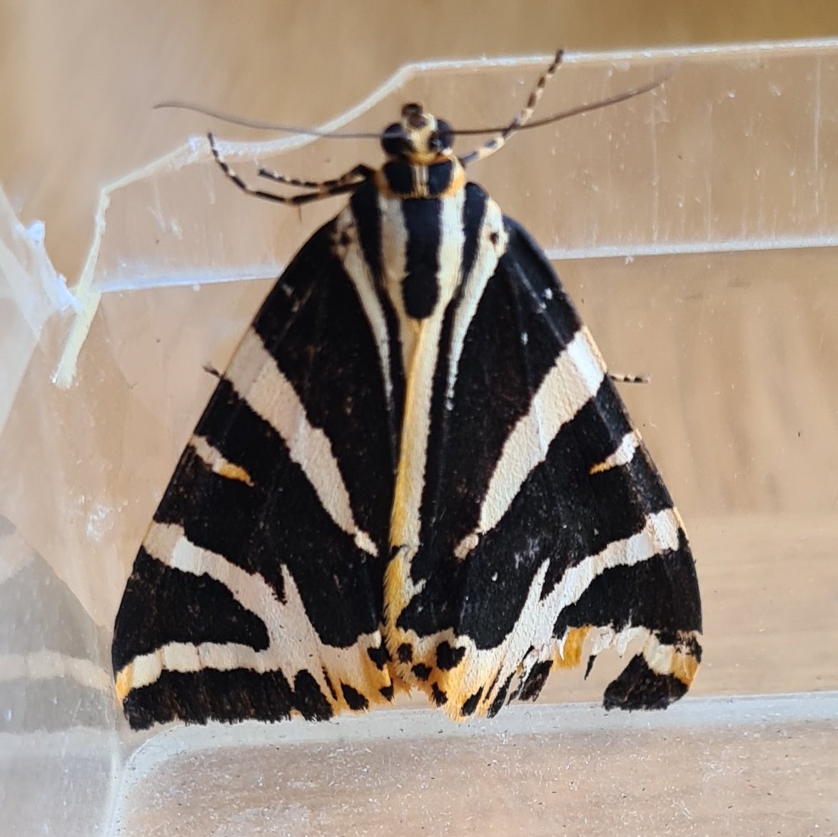 Jeremy Lindsell tweet media