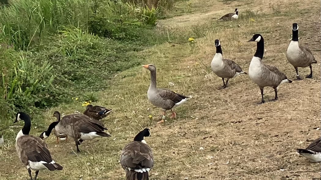 nikodogtwite's tweet photo. Just 9 greylags #longham lakes this morning including U287 with the canadas. Also common sand & 2 common tern @gardenbirder1 @DorsetBirdClub https://t.co/jkWurIVXlj