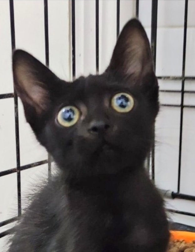 #Sevilla 🆘  <a href="/Skeleton_Cat/">ノエリア</a>

No dejes que  esta miniatura 
siga  en una jaula💔
#Adopta a Eleanora 🙏🏼 
☎️ 689 71 20 28