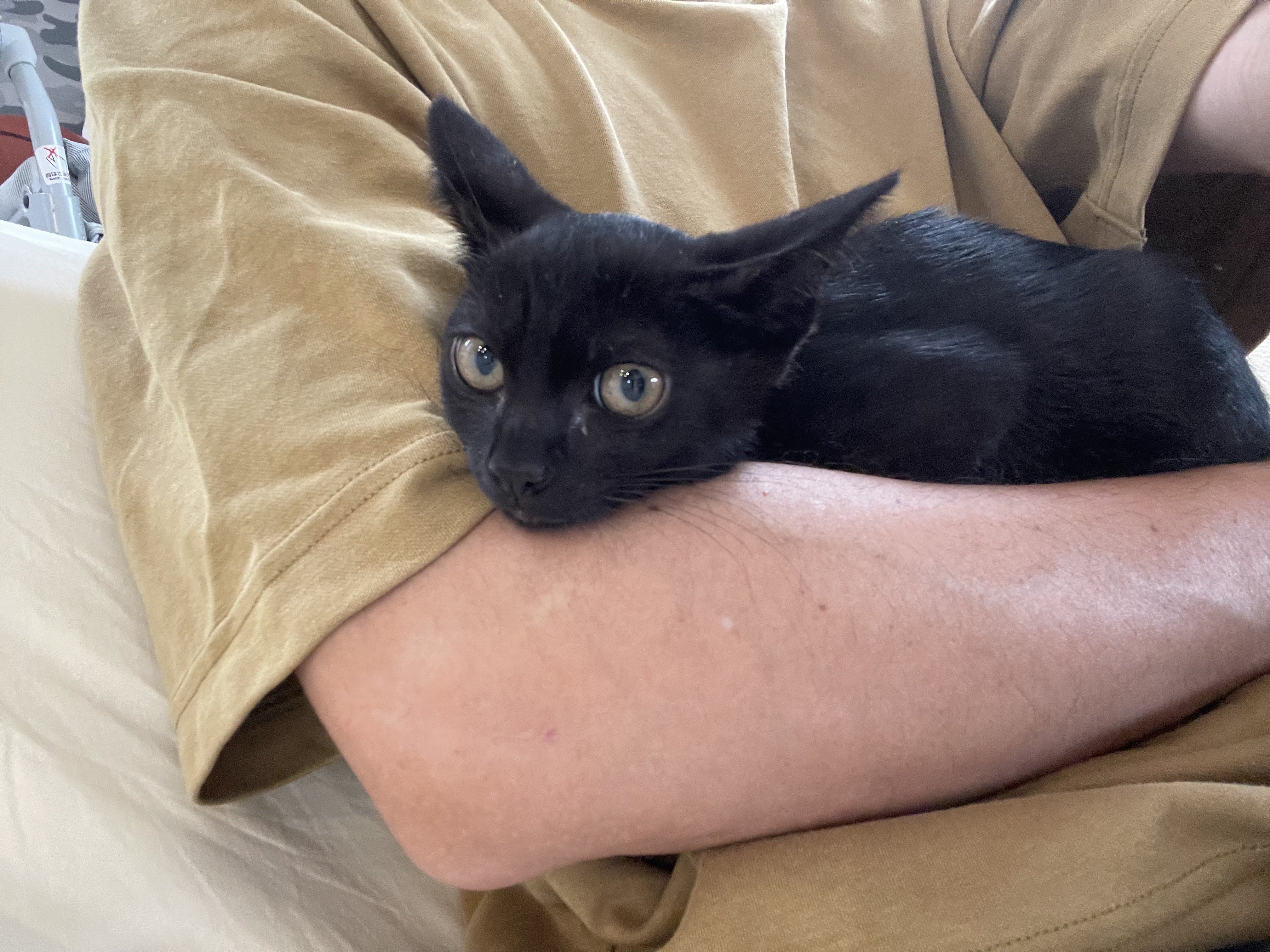 猫 シトリン on X: 