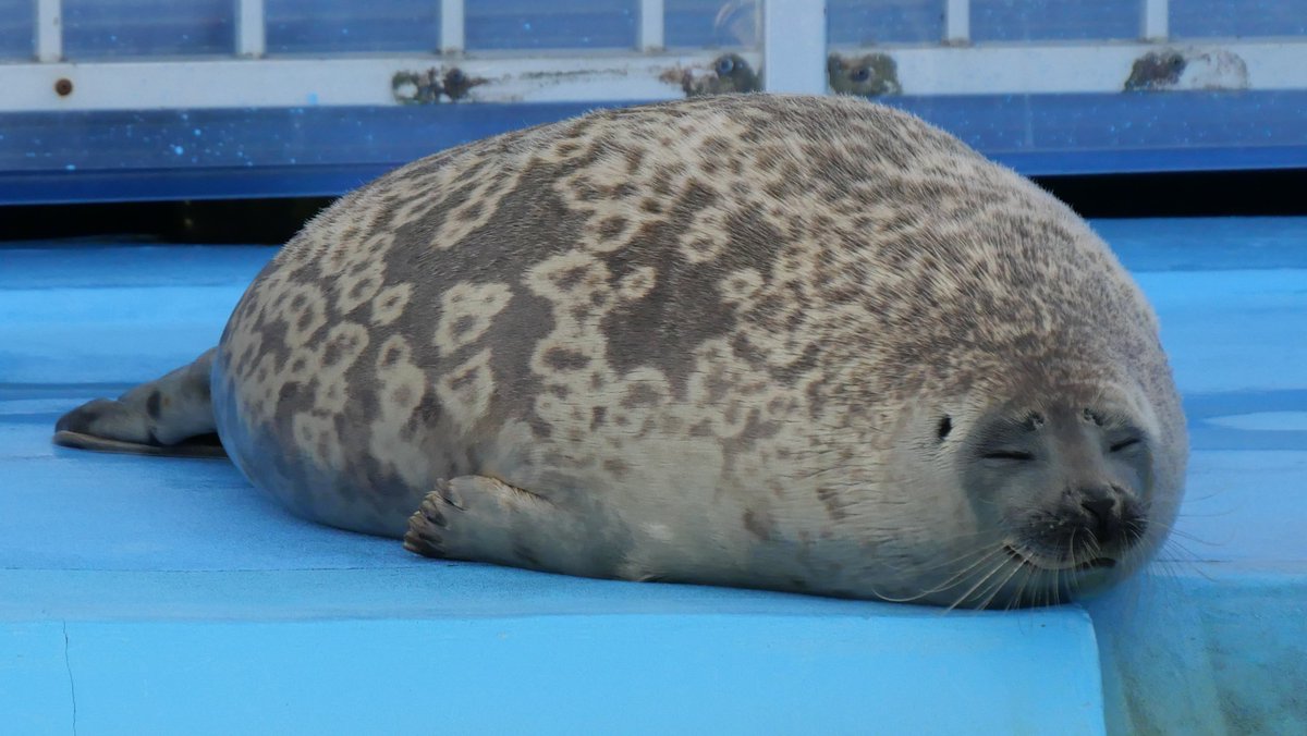 ようちゃん！

2025.07
#とっかりセンター （アザラシランド）
#ワモンアザラシ #よう