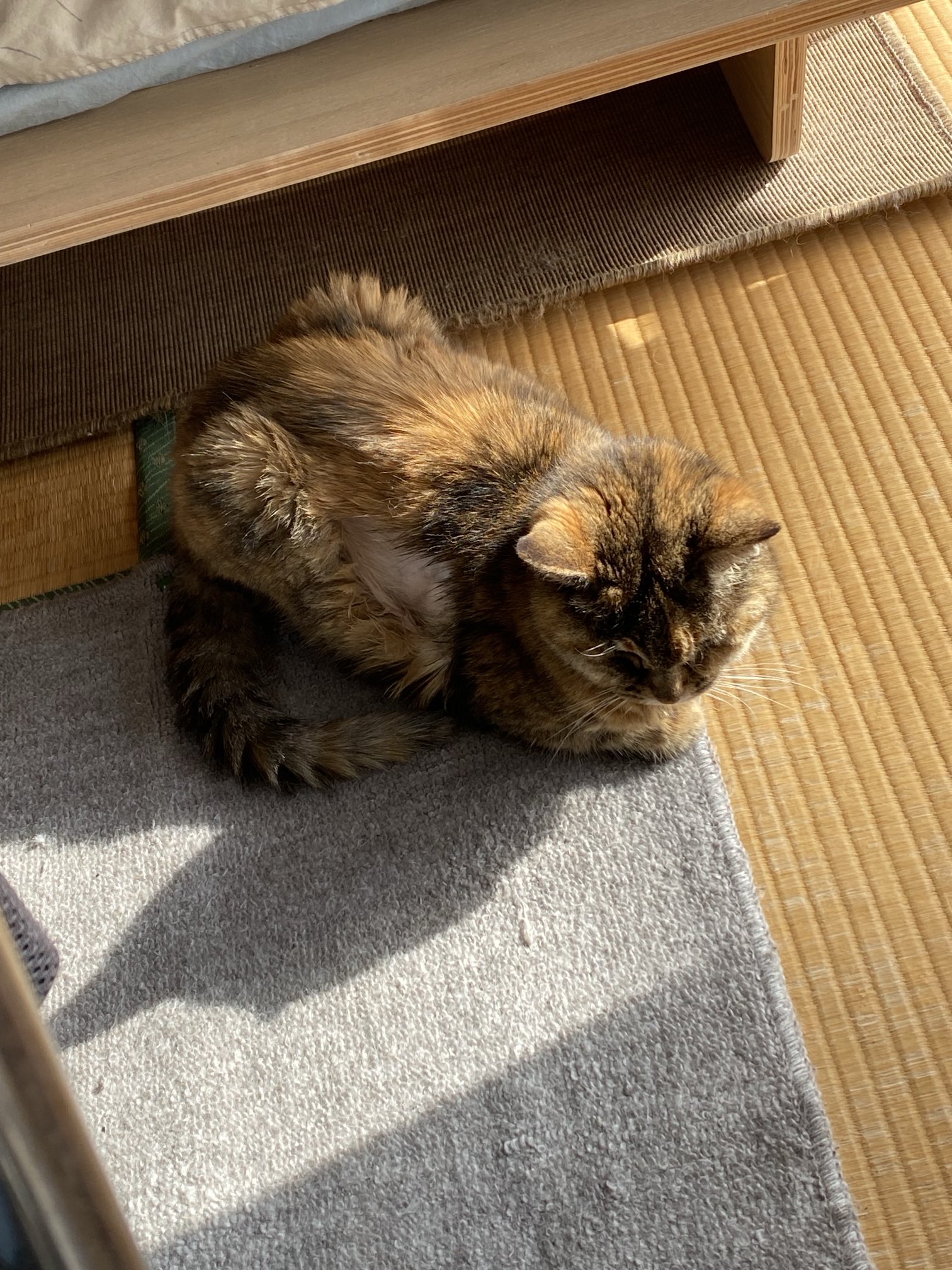 ねこ先輩 on X: 