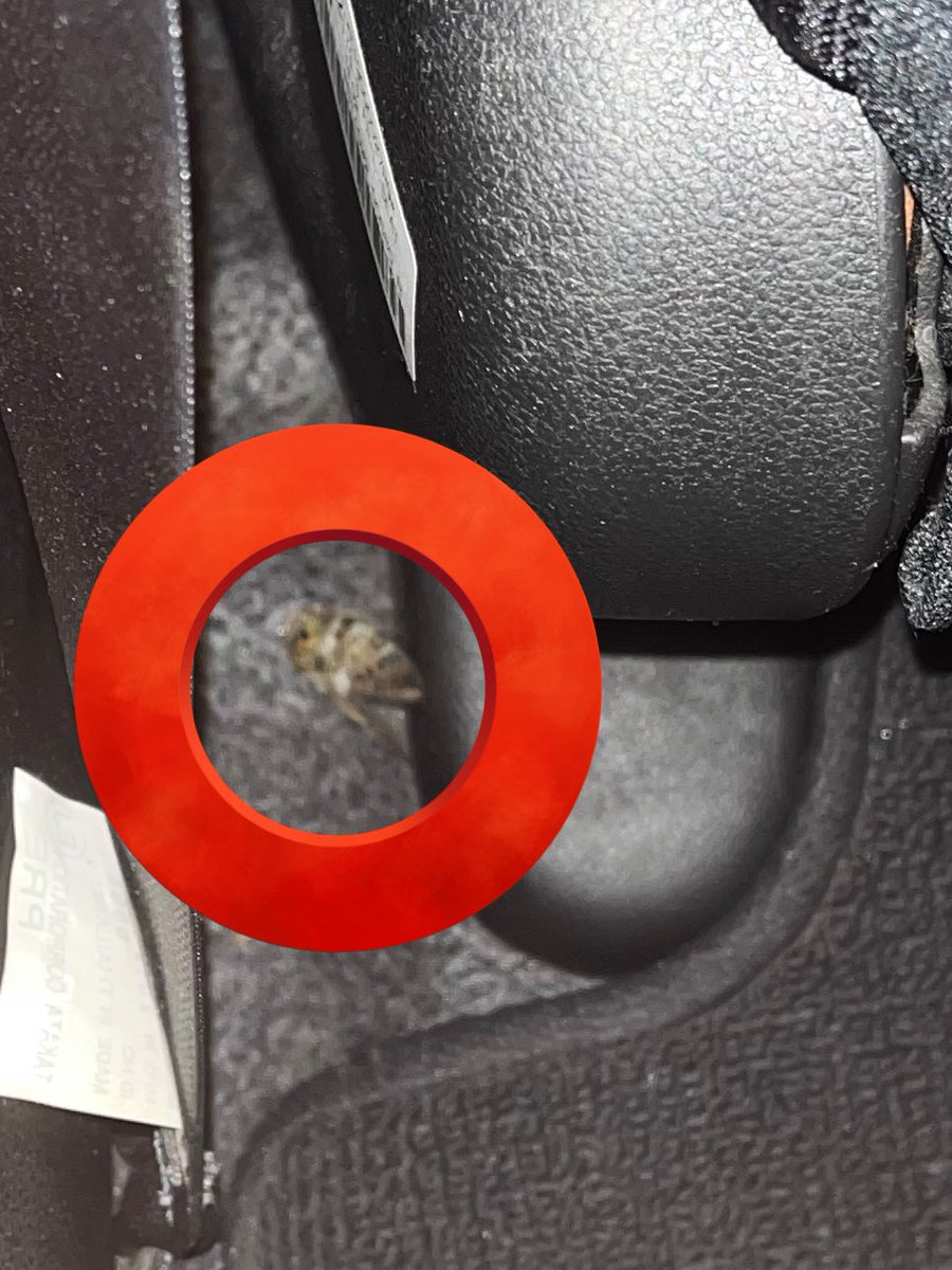 cereza_vt's tweet image. We were driving home from picking up bentos from 7/11 for dinner with the windows cracked and a cicada flew in and hit me on the shoulder qwq Fortunately I’m not scared of cicadas but when you don’t expect to get dive bombed by one on the open road, I did jump a lil OwO