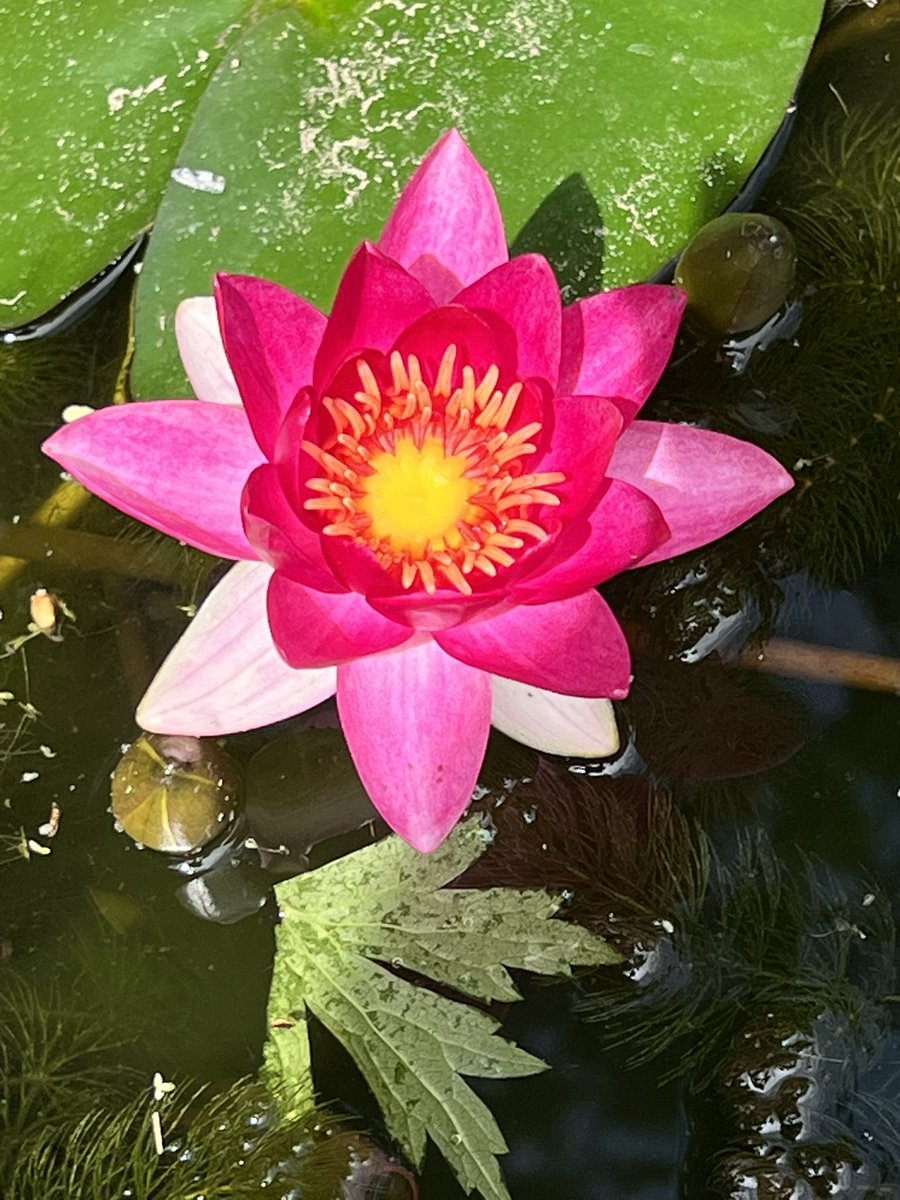 Geniet moment in #natuur vijver 🐸 🌺
