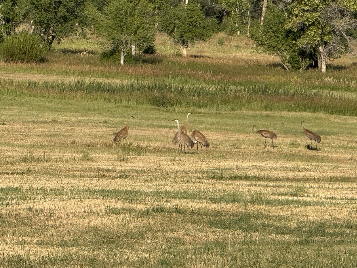 JimEspy's tweet image. A Sandhill coffee club this morning, it’s strange for them to congregate together other than spring or late fall.
