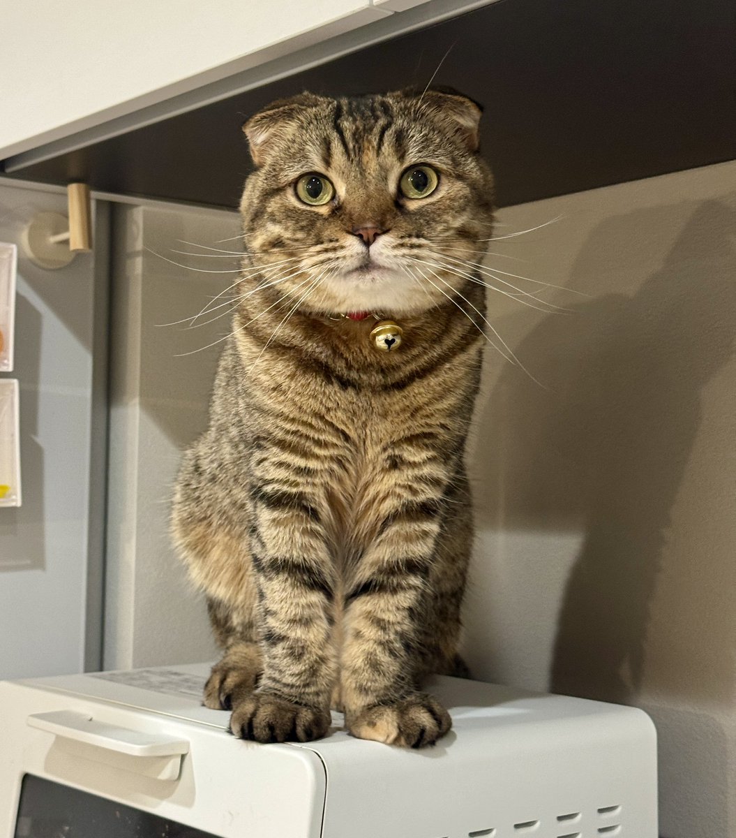 matsutake_cat's tweet image. 選挙速報をみて今後自分の未来がどうなるかドキドキしてる まつたけ