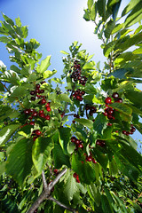 juanluisrecio's tweet image. Para disfrutar de todo su sabor es mejor consumir las #cerezas frescas antes que demasiado frías. Si se guardan en la nevera es conveniente no amontonarlas ni mantenerlas en su interior más de tres días. Estas sabrosas frutas son una... periodistadigital.com/elbuenvivir/20… #fruta #picotas