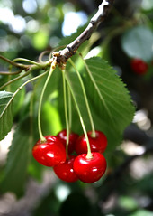 juanluisrecio's tweet image. Para disfrutar de todo su sabor es mejor consumir las #cerezas frescas antes que demasiado frías. Si se guardan en la nevera es conveniente no amontonarlas ni mantenerlas en su interior más de tres días. Estas sabrosas frutas son una... periodistadigital.com/elbuenvivir/20… #fruta #picotas