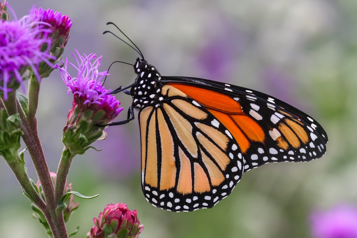BackInTheYard's tweet image. Some monarch magic from yesterday on the meadow blazing stars in the front yard. #butterfly #butterflies #Lepidoptera #nativeplants #Illinois #nature #macro #photography #SaveTheMonarch #photographylovers #wildlifephotography