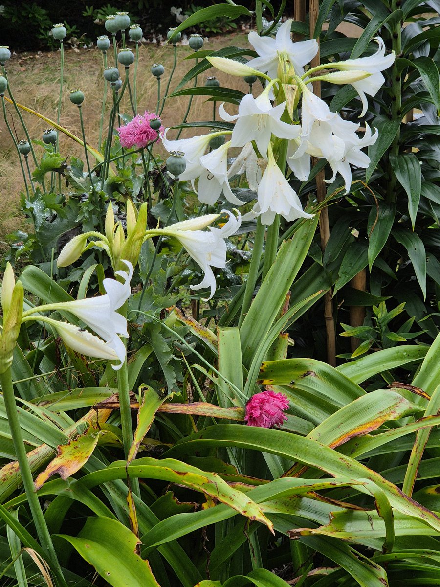 John Hosford (@weekendgardence) on Twitter photo 