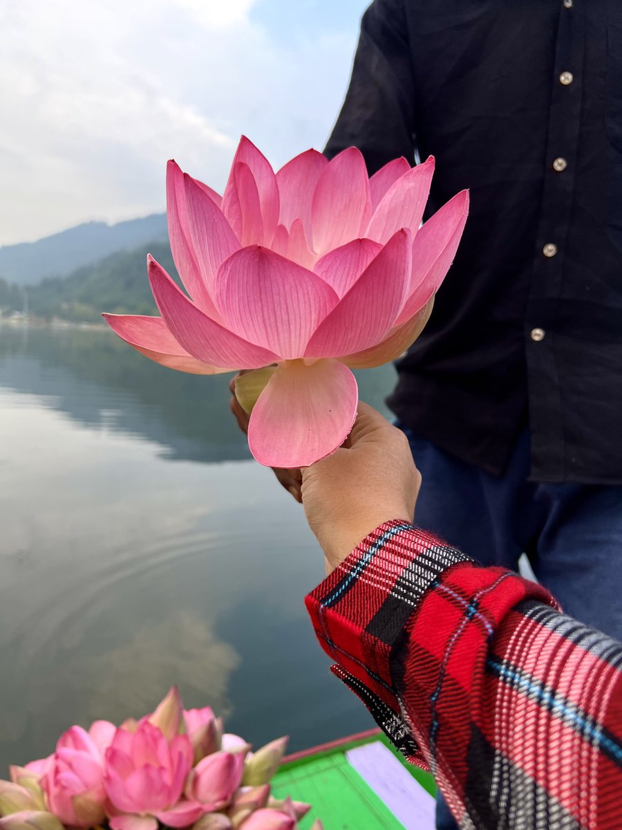 SrinagarGirl's tweet image. This is the time of the year when you find Pamposh(lotuses) &amp;amp; Bhumposh(water lilies)blooming in plenty in the lakes of Kashmir.This is a Pamposh from Dal Lake,tht I clicked a couple of years back in Srinagar.

Kashmiris use these plants entirely-the flowers,the seeds &amp;amp; the roots!
