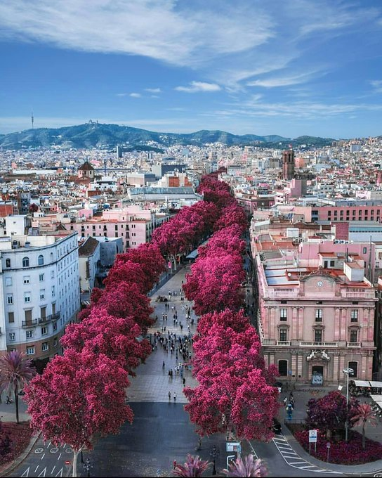 JapontechAl's tweet photo. Las calles más hermosas del mundo 🧵

Prepárate para alucinar 🤩

1. La Rambla, Barcelona https://t.co/RChPYhhOH4