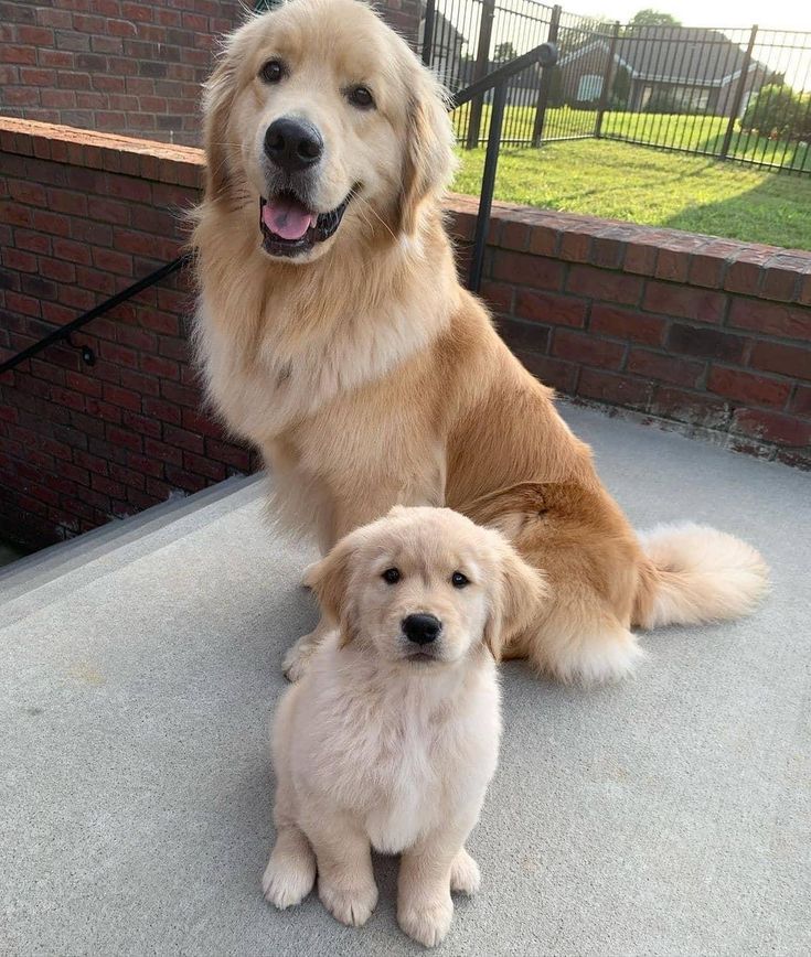 petpuppies👿😺 (@petpopular) on Twitter photo 