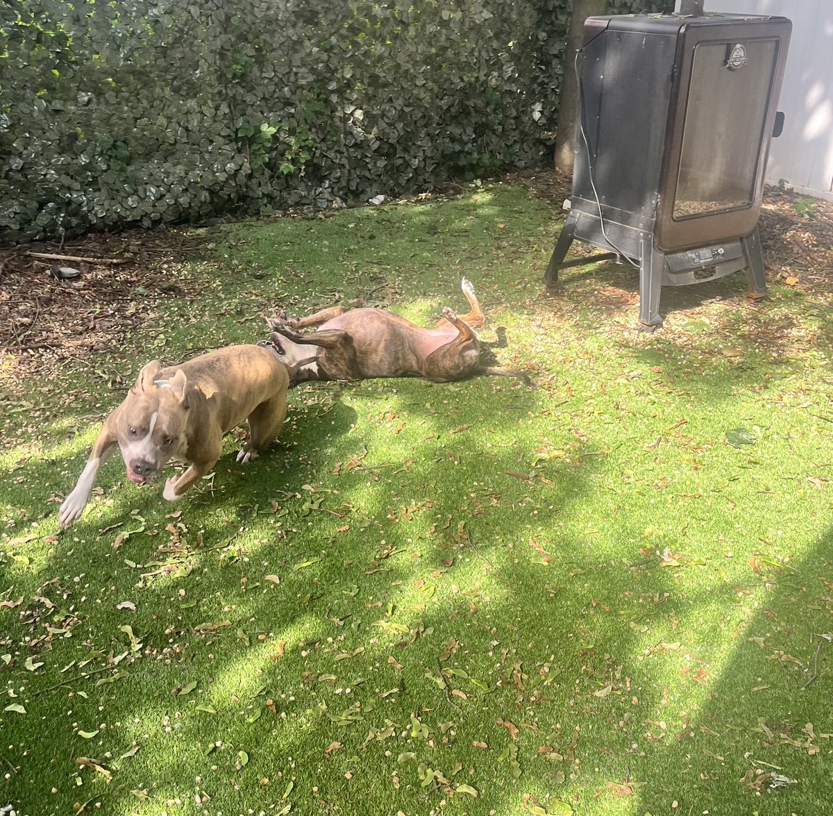 Happy Sunday ! 🐶🐾