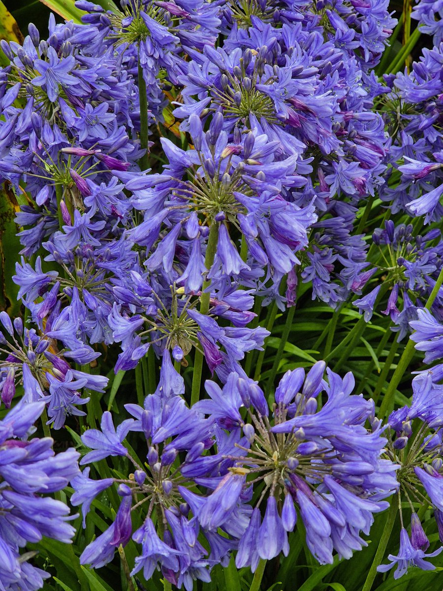 John Hosford (@weekendgardence) on Twitter photo 