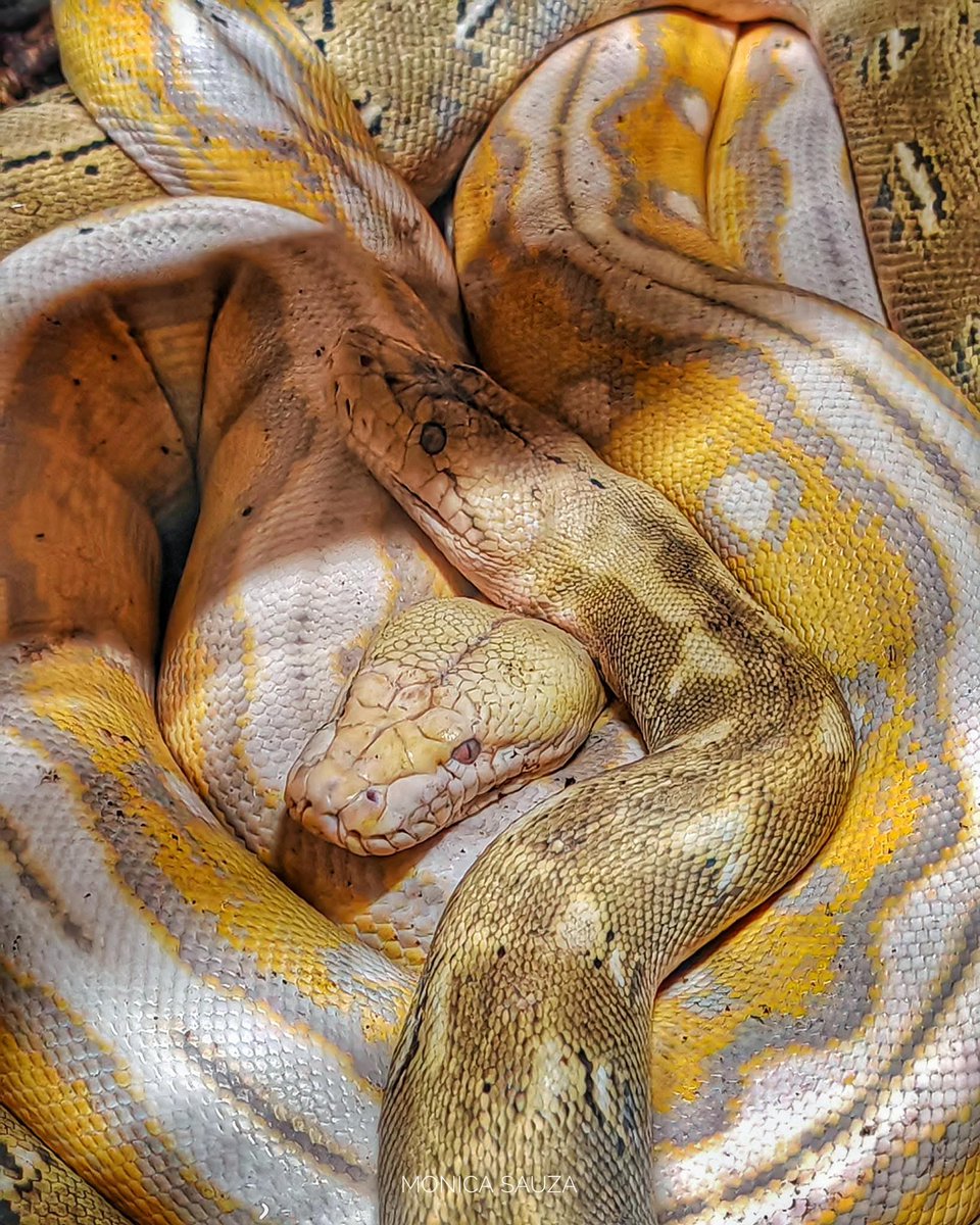 mosave_87's tweet image. A veces nos ocurre que personas a las que no conocemos nos inspiran un interés súbito cuando las vemos por primera vez, incluso antes de cruzar una palabra con ellas.
&quot;Crimen y castigo&quot;, Fiodor Dostoievski 

📷 IG: monicasauza

#cdmx #chapultepec #zoologicodechapultepec