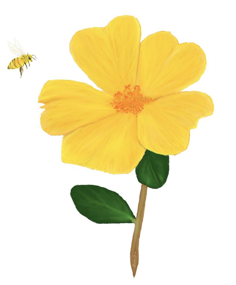 🐝 happy, it’s Sunday!!! Hope it’s a great day for everyone 🌸