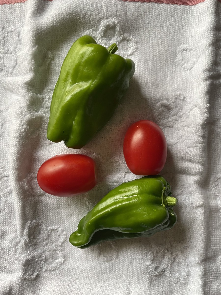 pnponcotz's tweet photo. トマトが苦手なんですが、育てているので毎日1ミニトマトは頑張って食べてます。時々ウッてなる個体に遭遇しますが、食べられるのも多いです。 https://t.co/mm1VMcim5a