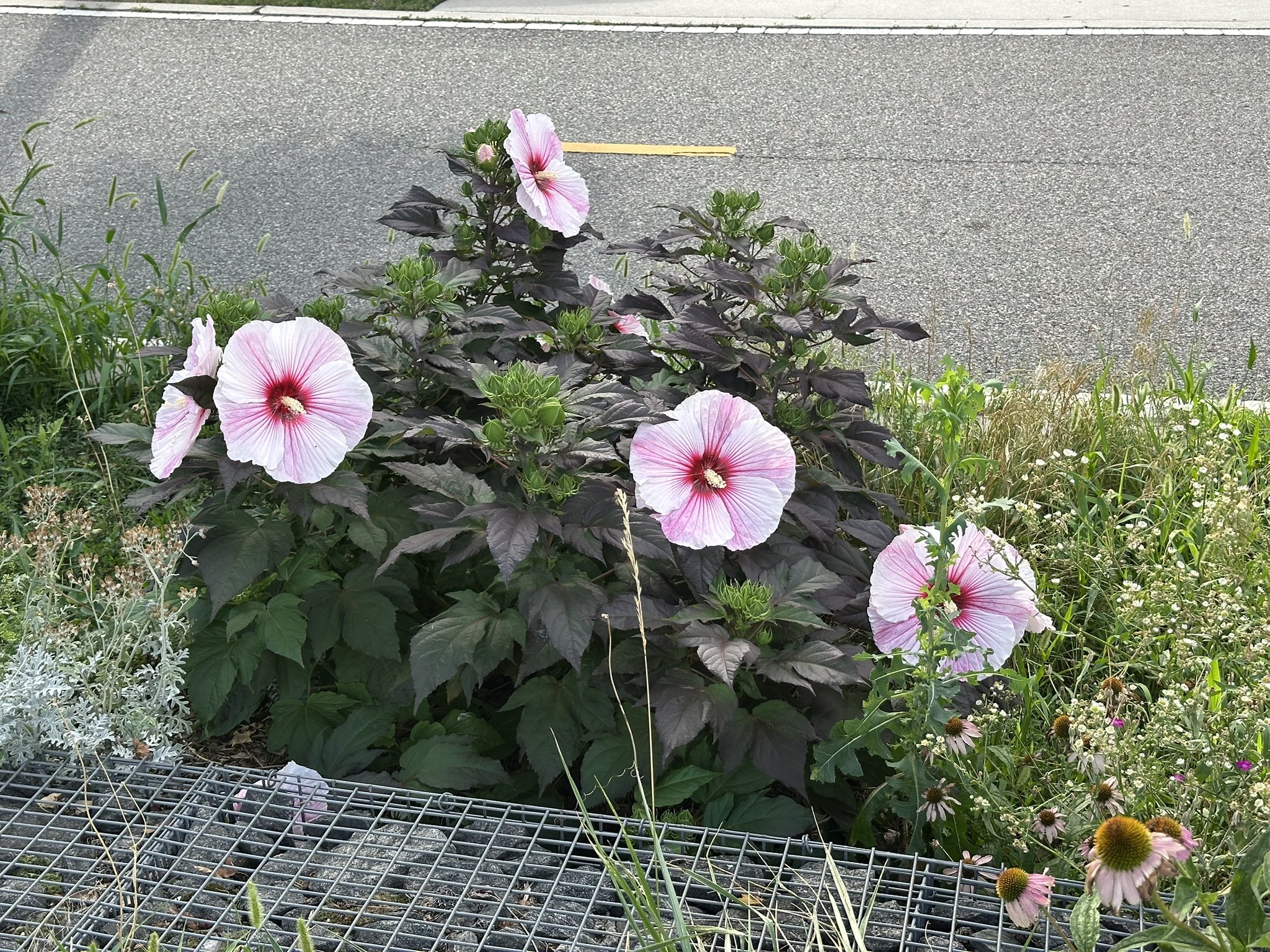 自己主張する植物 fl05-10059_1.jpg