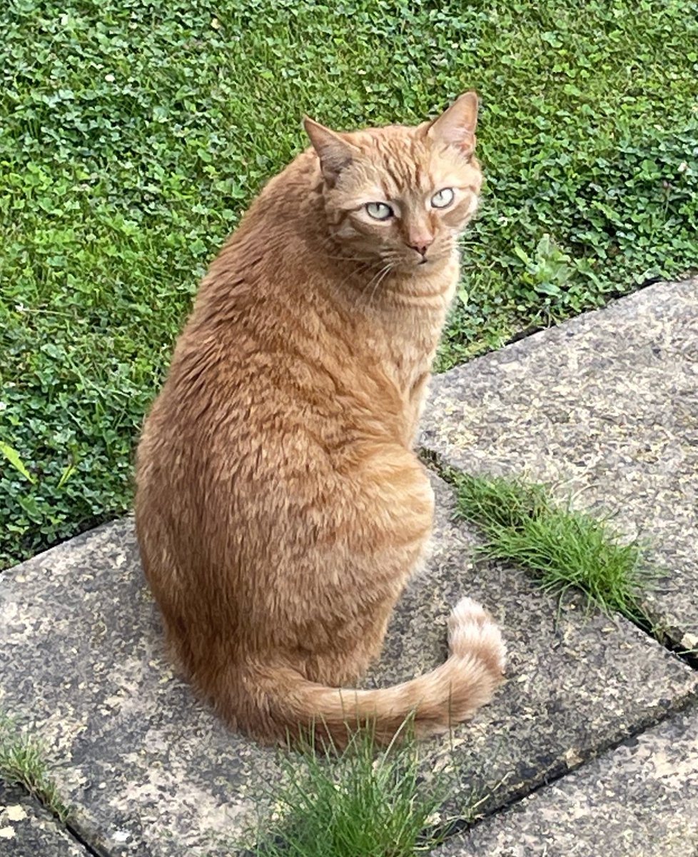 JacK_GingerCat's tweet image. Oh chums! Human’s not happy with me today. I hit a bee 🐝 in the kitchen 😾
Human rescued it, gave it sugar water, put it in the plants, and it recovered! - it’s flown away now 😺
#CatsOfTwitter #CatsOfX