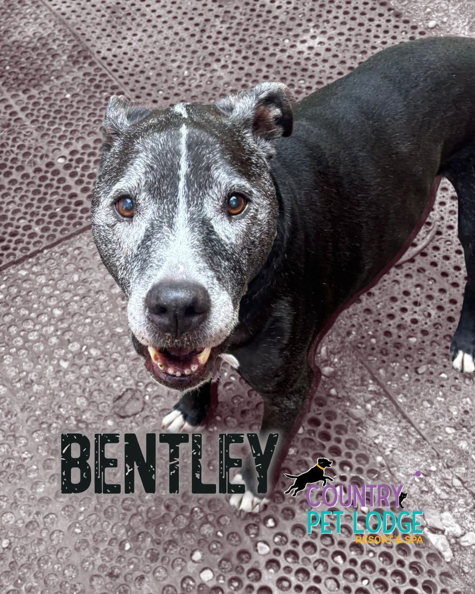 CountryPetLodge's tweet image. Bentley’s flashing that Sunday smile! 😄 This handsome Pit Bull knows how to work the camera, and we’re loving every second of it 📸💥 He’s a total heart-stealer at Country Pet Lodge Resort &amp;amp; Spa! 🐾💙 #Bentley #PitBullPower #CountryPetLodge