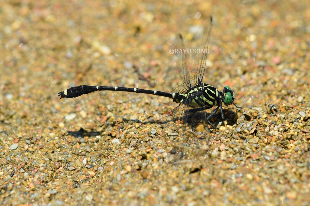 2025·华西南五月。
巨缅春蜓Burmagomphus magnus。