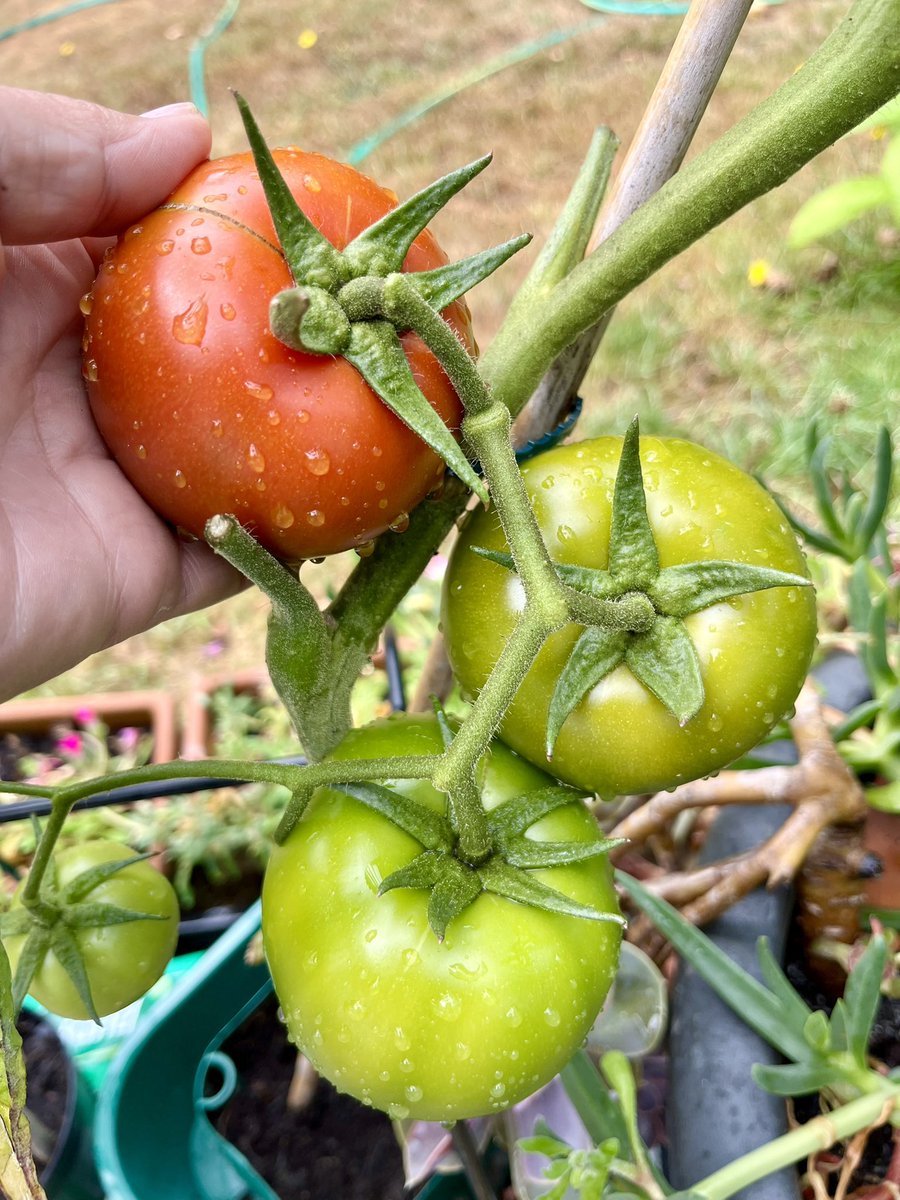 MatronsVeggies's tweet image. I’ve been growing my own veg for about 50 years now. This unknown variety really takes the biscuit! Superb appearance, size, taste and health. Not a hint of blossom end rot. Collected seed from a Polish supermarket tomato. 🇵🇱 🍅 #allotment #growyourown #gyo
