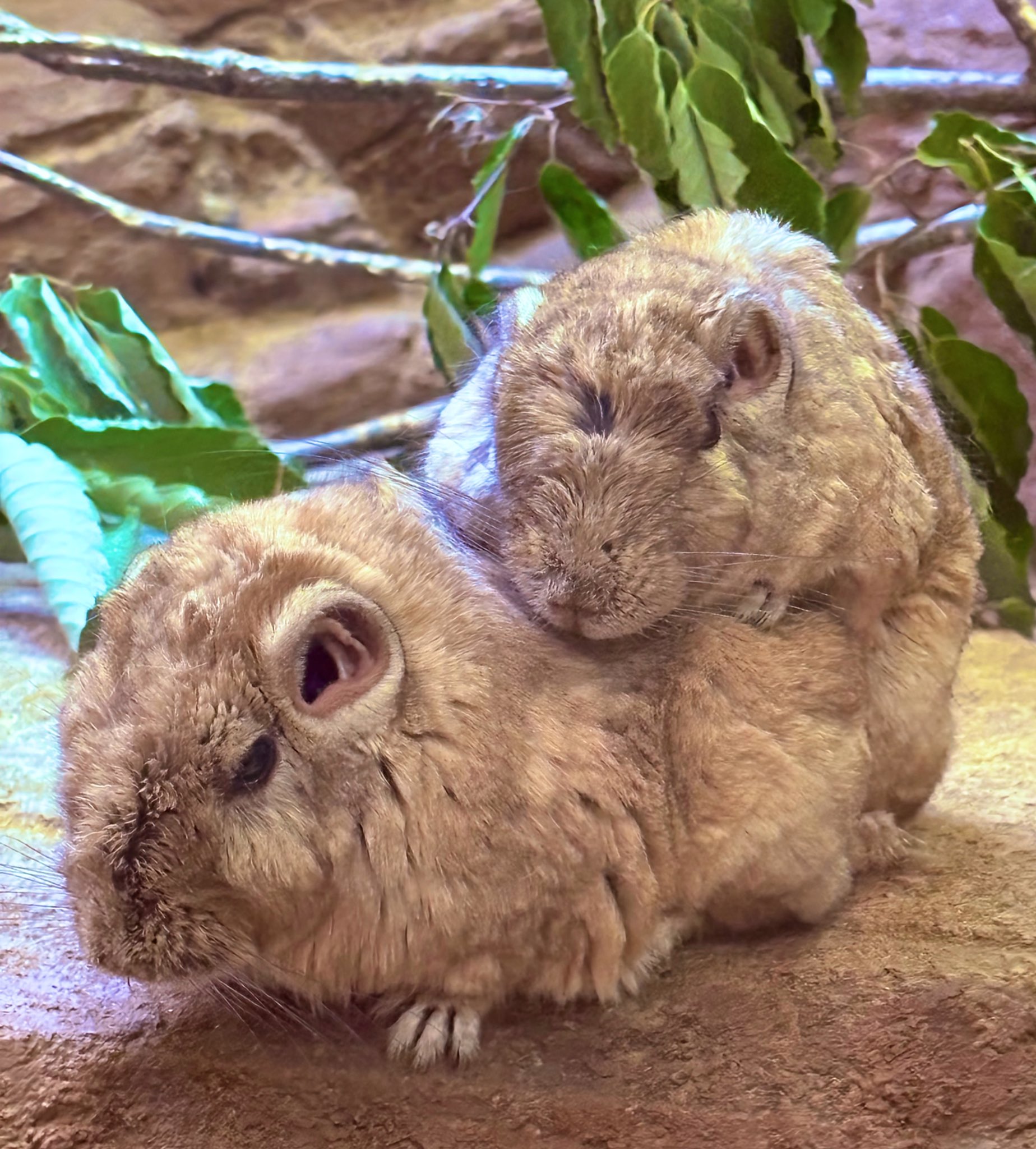 草木と小さな動物 Amazon.co.jp: 動物のおもちゃ、64パックミニ野生プラスチック