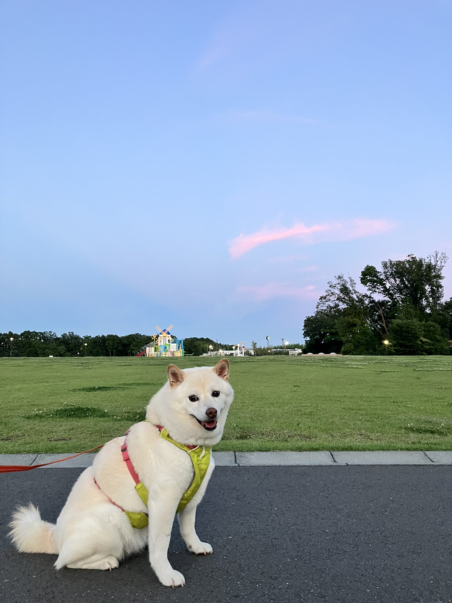 しろい犬 shiba chiro（ユウ） (@sasayu1028) • Instagram photos and videos