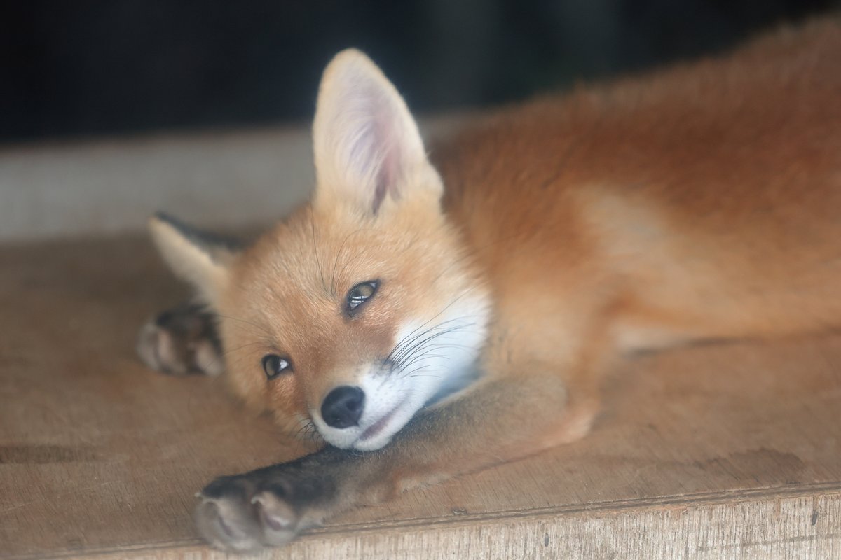 copy_photos's tweet image. ねむー
#北きつね牧場