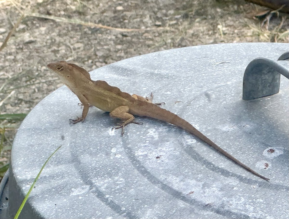 Sunday morning mini dinosaur. Look at the crests and the buff-colored, unpatterned skin.