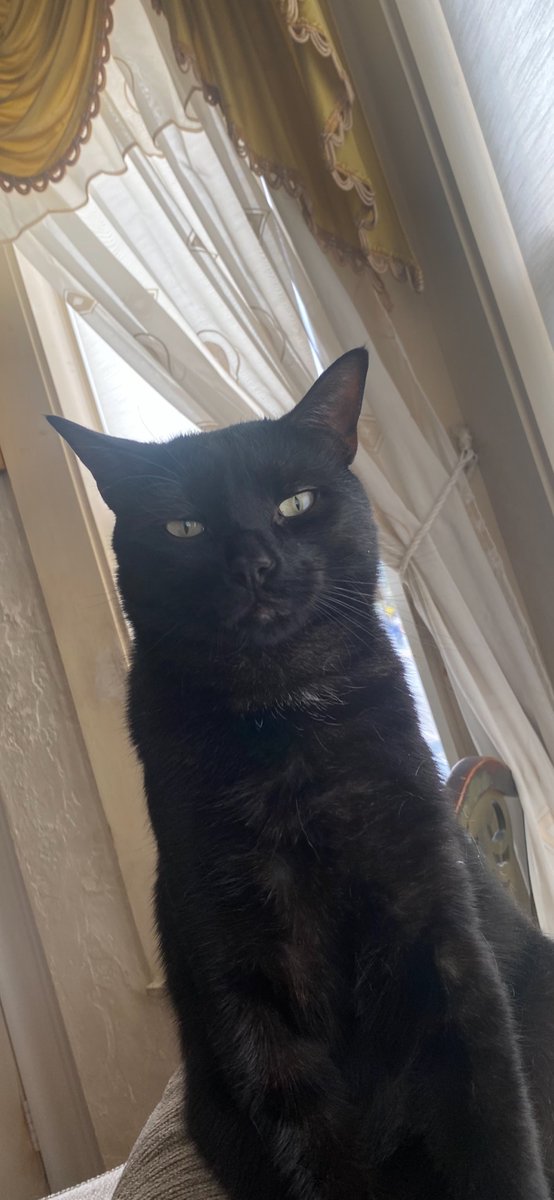 He gets it 
#CatsOfTwitter