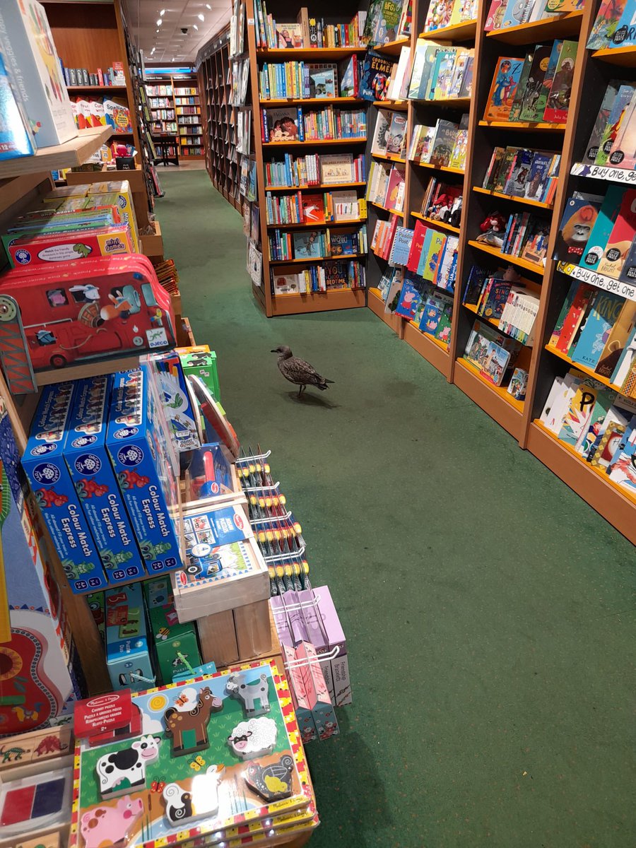 Baby gull meant to go to Greggs next door