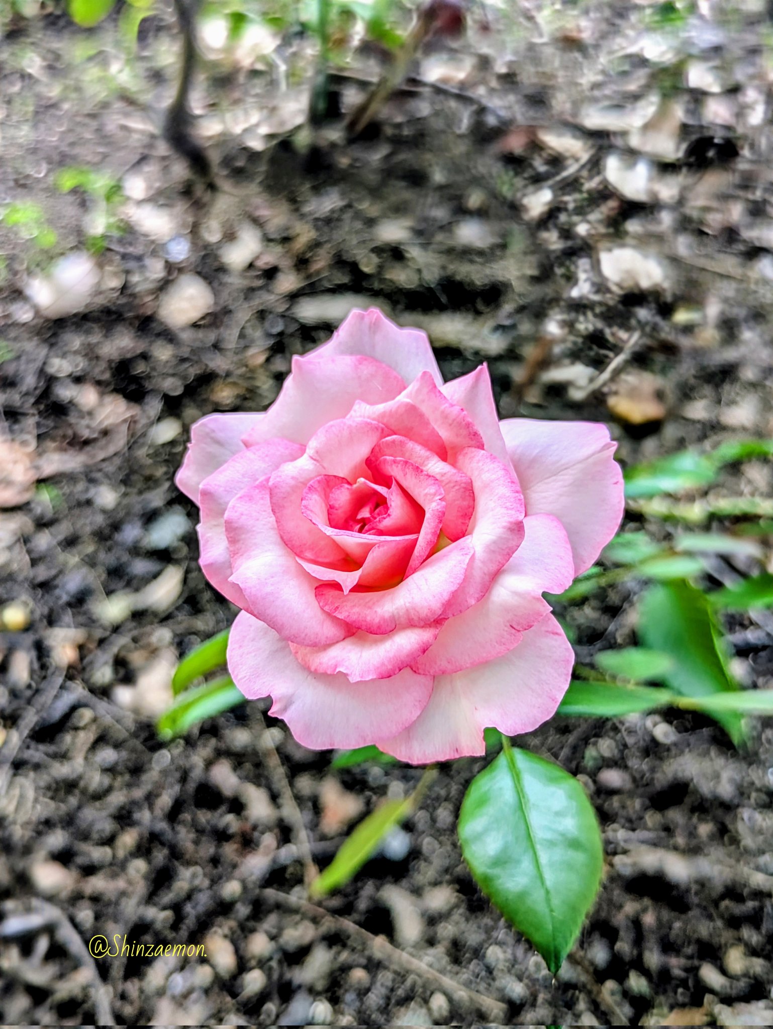 月が注ぐ花⊰❀様ご確認用 苞-tsuto- ポスター集 花との終わりについて、または花の死