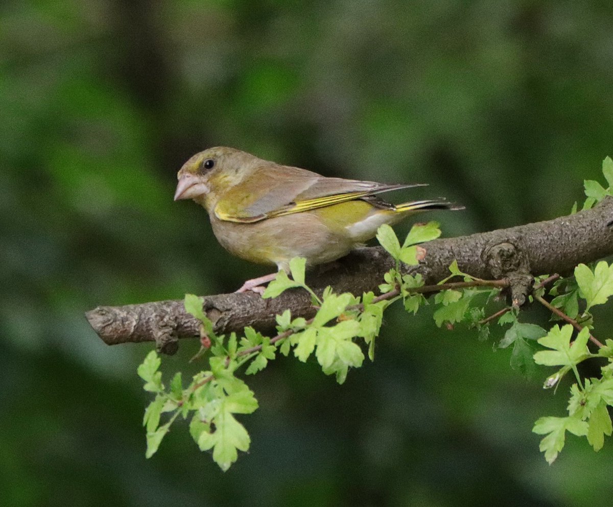 Greenfinch taken locally. <a href="/Natures_Voice/">RSPB</a> <a href="/NatureUK/">NatureUK</a> <a href="/Britnatureguide/">The British Nature Guide</a> #BirdsSeenIn2025 #NaturePhotography