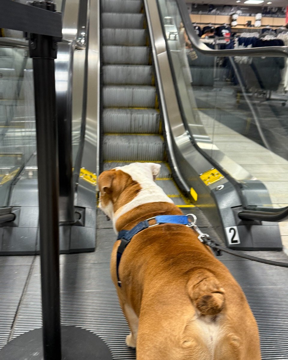 Jack discovers escalators: a series in only two parts because he promptly fled the scary moving stairs.