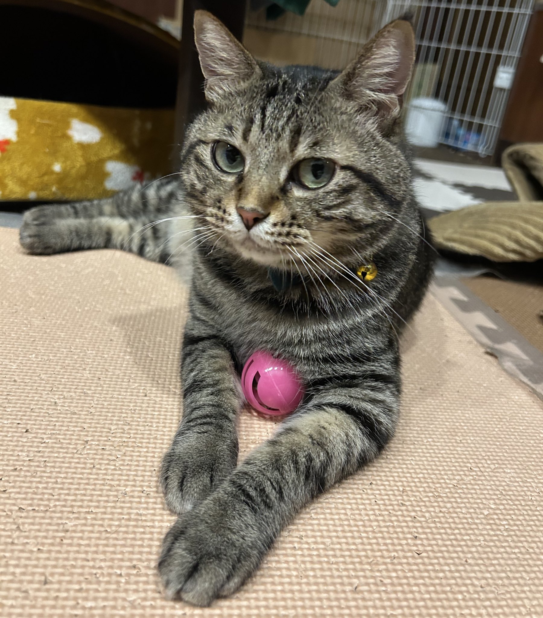 赤猫 赤フォ犬(3倍早い)は聖飢魔Ⅱ福岡行けそう🫶🏻 on X