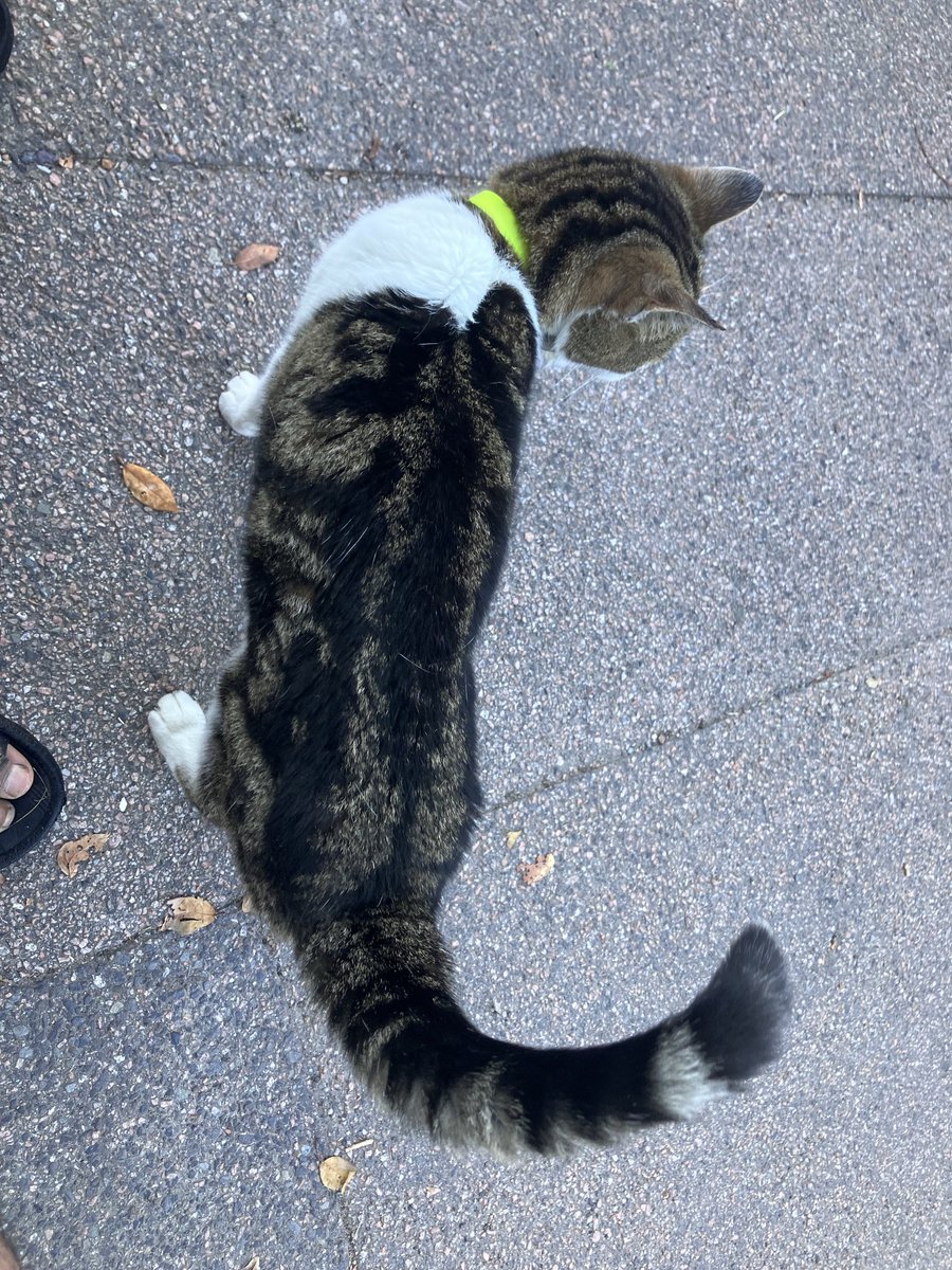 PiperSprocks's tweet image. Sadly NotDeadRalph sadly went OTRB yesterday cos was hit by a car.
He wozzunt my bestfren but was a very senior catt and all da skool children luvved him and he will be verry missed. Bye bye Ralph. 😢