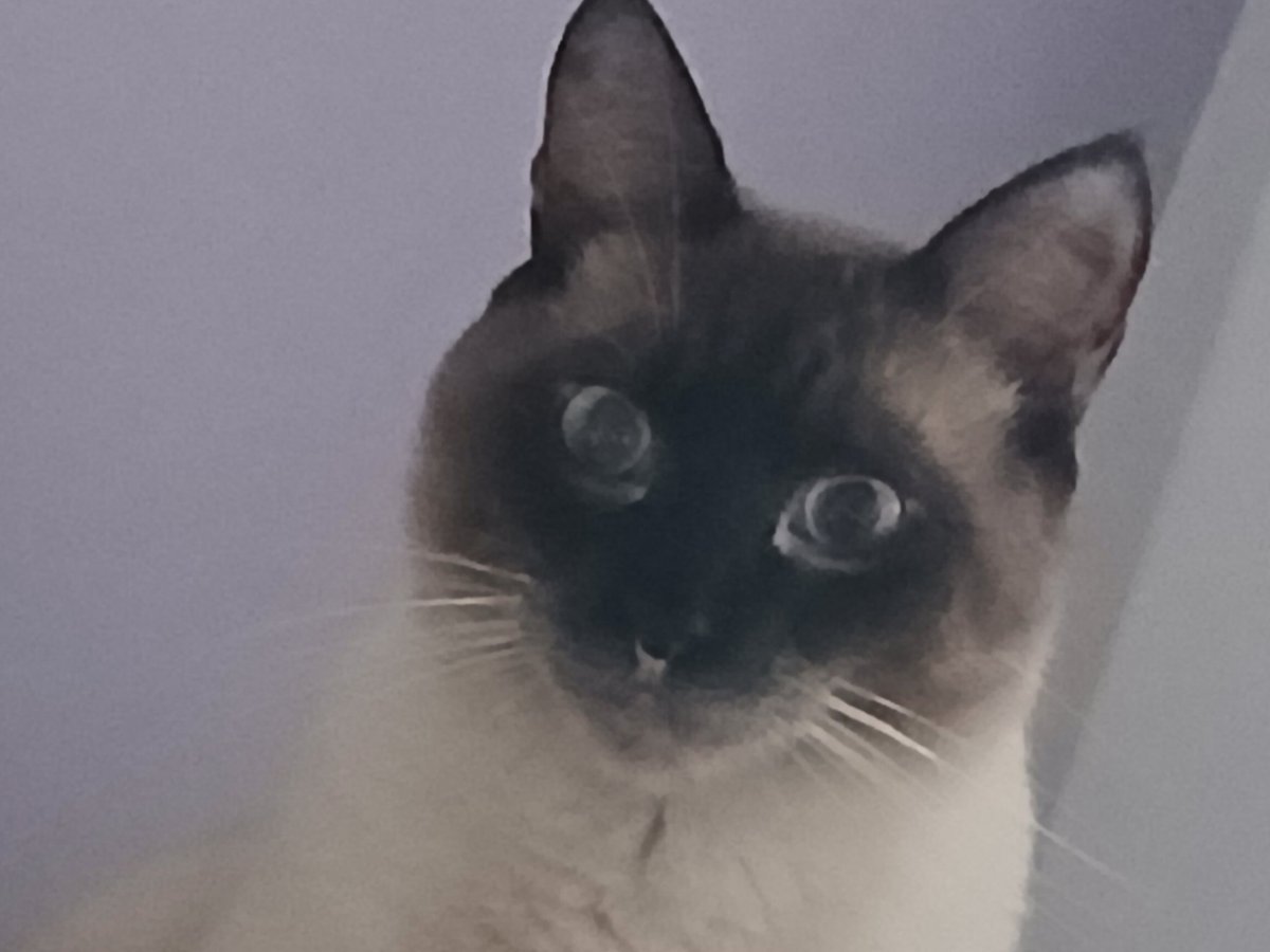 crollllll's tweet image. posso ir na sua casa e ficar te olhando assim