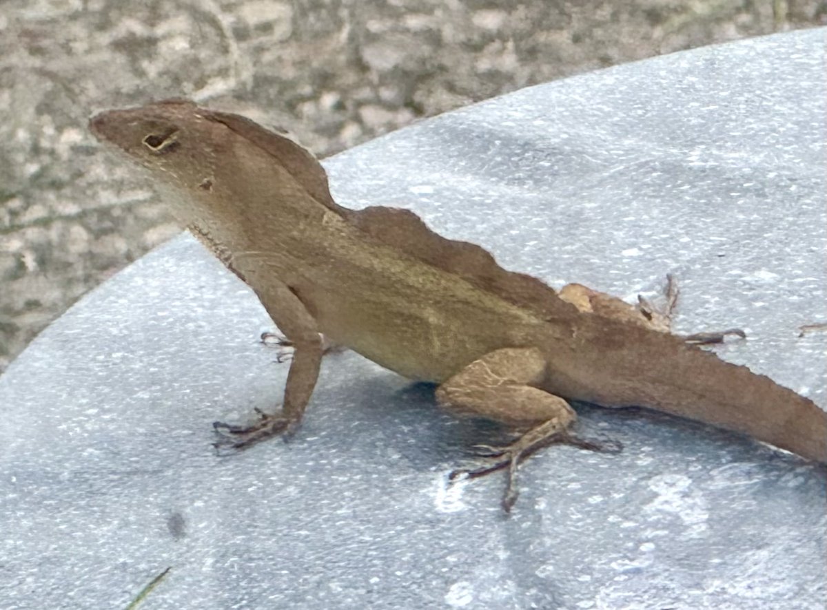 Sunday morning mini dinosaur. Look at the crests and the buff-colored, unpatterned skin.