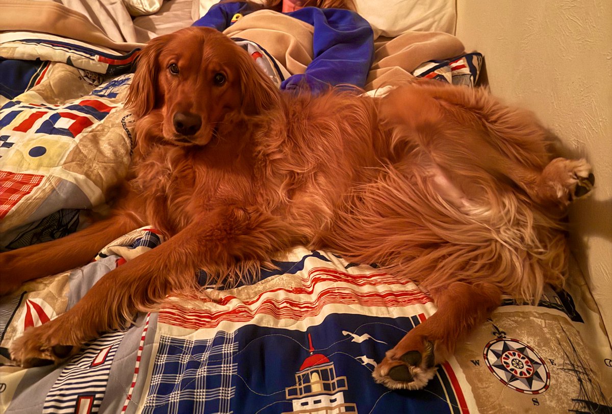 c_mrdck's tweet image. bear says hey