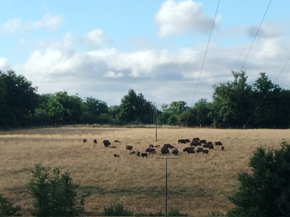 Les buffalos bourbonnais sont au sec aussi...