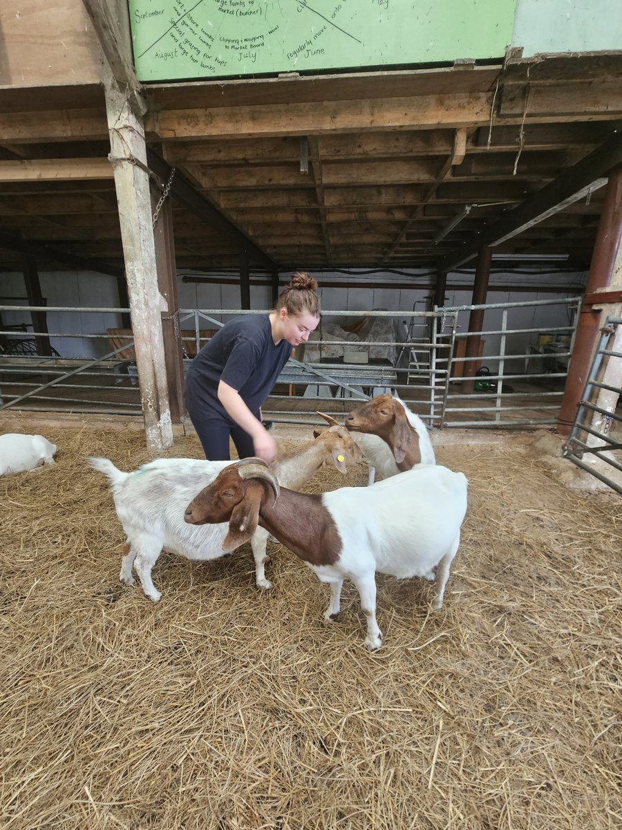 Jennifer kearns (@jennie_kearns) on Twitter photo Had such a lovely time hanging with the goats <a href="/CronkshawFold/">Cronkshaw Fold Farm</a>!!! Very calming and relaxing Sunday with their friendly goats 🐐 😊 Had such a lovely time hanging with the goats <a href="/CronkshawFold/">Cronkshaw Fold Farm</a>!!! Very calming and relaxing Sunday with their friendly goats 🐐 😊