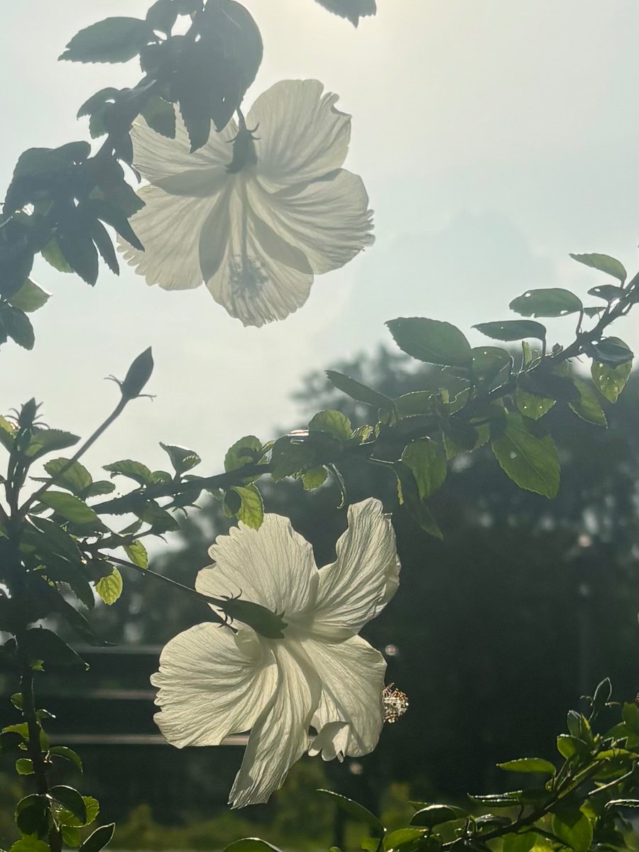 gar_i_ma's tweet image. Somewhere in Delhi and its harsh sun, nature can still be pretty.