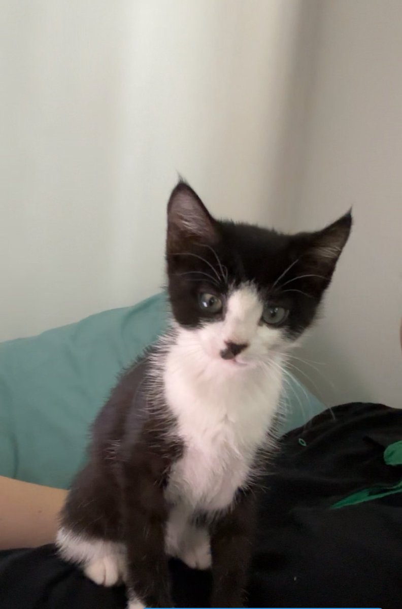 Crazy how once you look away for a moment and they are even bigger babies 
#ilovemycats