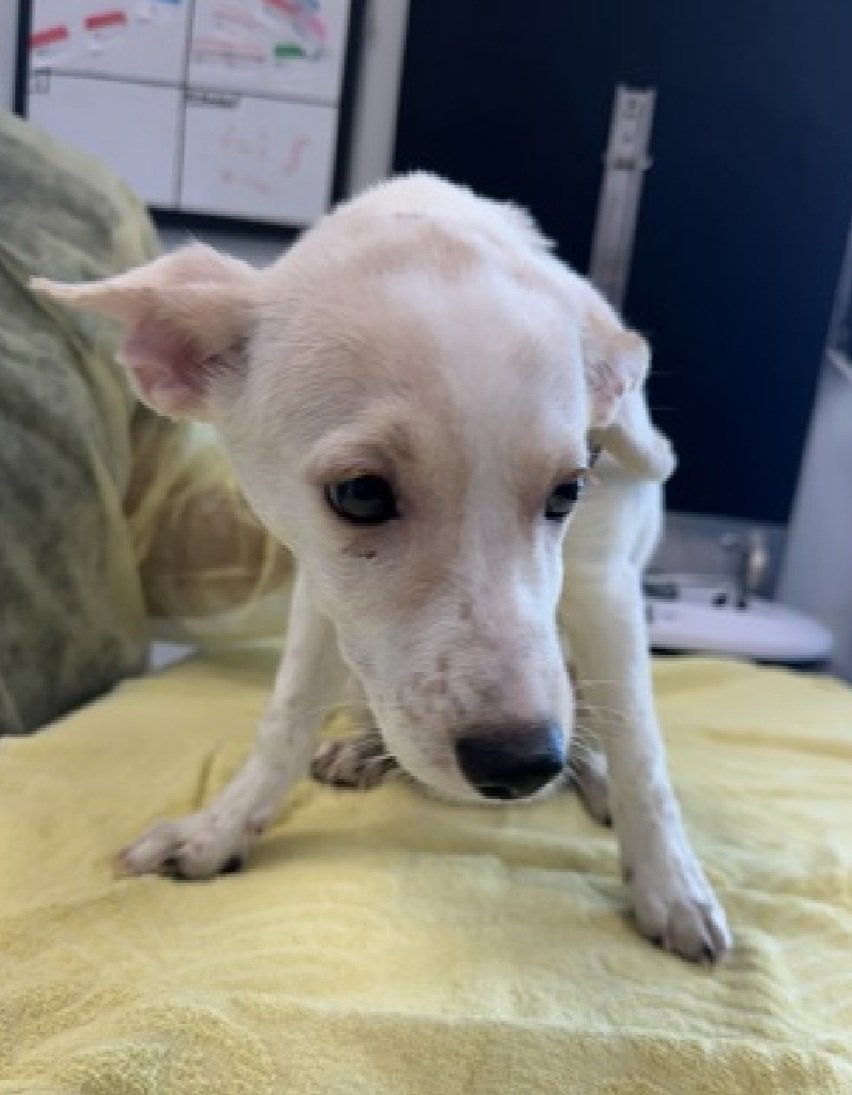 Good News!
Creamsicle has been adopted. 
Happy Tails Creamsicle!🥳🎉