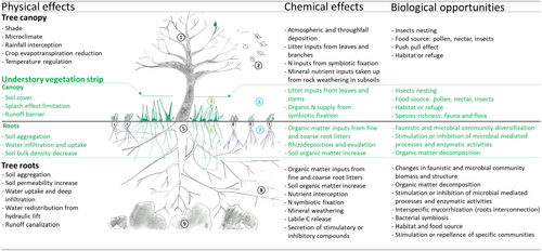 SUMjournal's tweet image. ***NEW***
Silvoarable Agroforestry Systems as Promising Practices for Improving #Soil Biological Health: Recent Advances and Future Challenges in Western European
De Clerck, Andrianarisoa, Lassois & Choma🇧🇪🇫🇷
@Soil_Science @DeClerck_gxabt @AgroBioTech
doi.org/10.1111/sum.70…