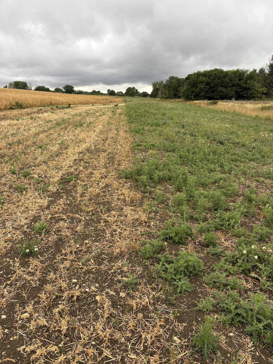 charlespaynter's tweet image. Some serious questions arising about the legacy that well meaning environmentally friendly grassy headlands are going to create for the future. Persistently extremely dry conditions have prevented the grass from growing/competing properly. This is just this growing season